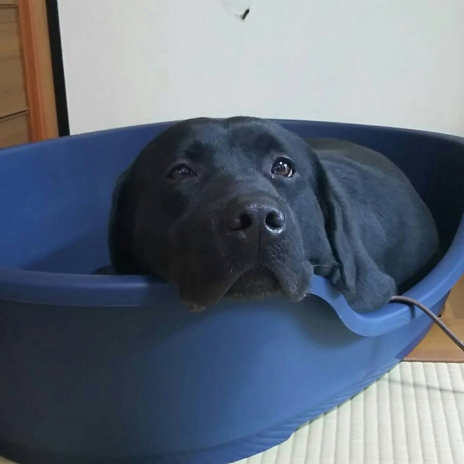 ラックくん